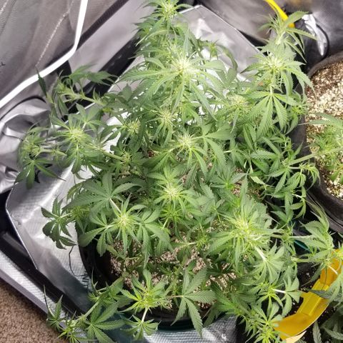 Bruce Banner growlog timeline photo