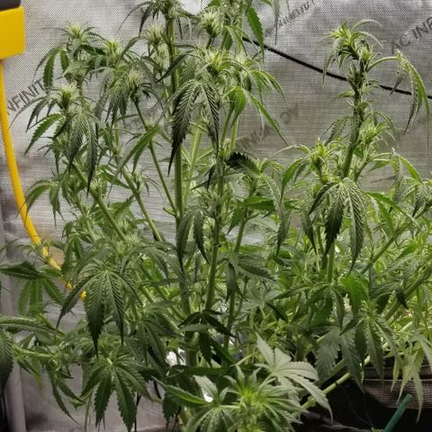 Bruce Banner growlog timeline photo