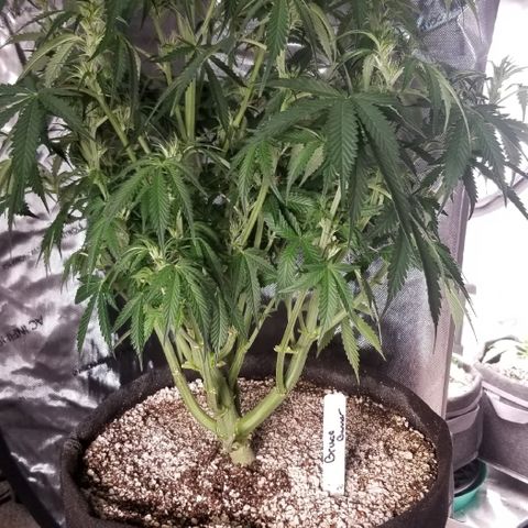 Bruce Banner growlog timeline photo