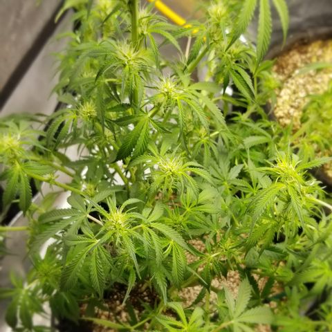 Bruce Banner growlog timeline photo