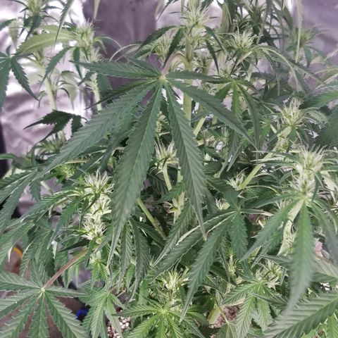 Bruce Banner growlog timeline photo