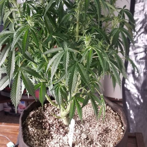 Bruce Banner growlog timeline photo