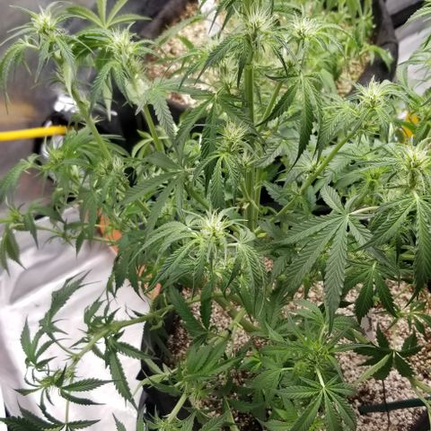 Bruce Banner growlog timeline photo