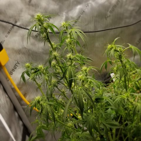 Bruce Banner growlog timeline photo