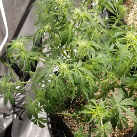 Bruce Banner growlog timeline photo