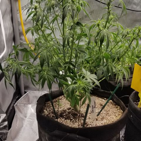 Bruce Banner growlog timeline photo