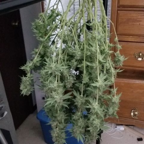 Critical Cheese growlog timeline photo