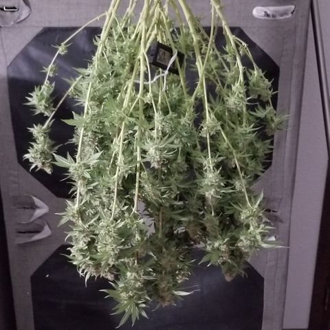 Critical Cheese growlog timeline photo