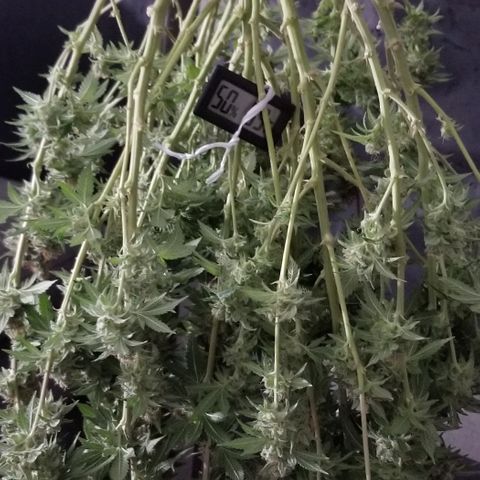 Critical Cheese growlog timeline photo