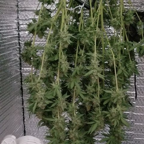 Critical Cheese growlog timeline photo