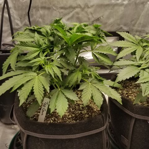 Top Gun growlog timeline photo