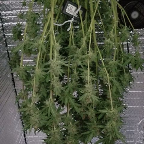 Critical Cheese growlog timeline photo