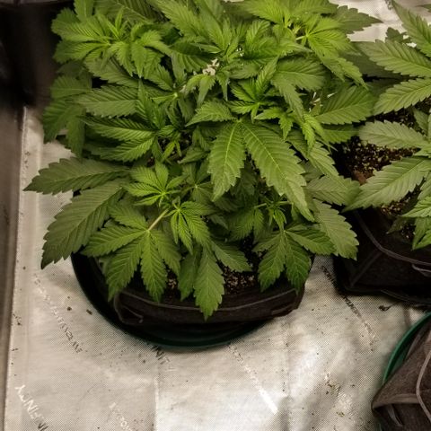 Top Gun growlog timeline photo