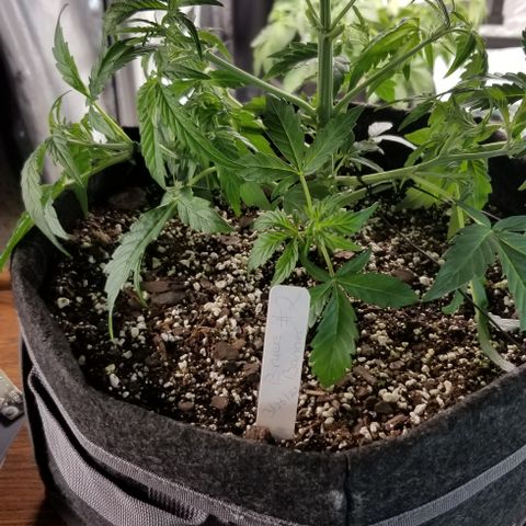 Bruce Banner Autoflower  growlog timeline photo
