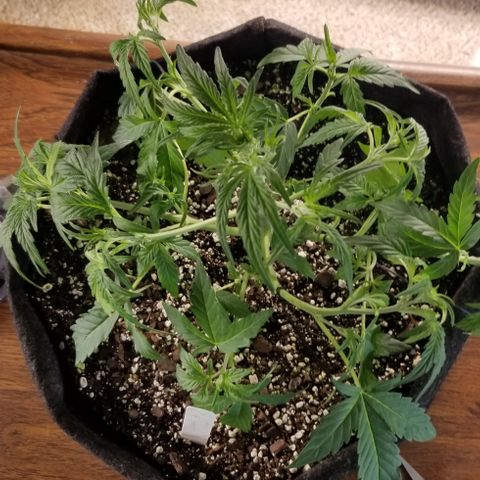 Bruce Banner Autoflower  growlog timeline photo