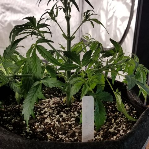 Bruce Banner Autoflower  growlog timeline photo