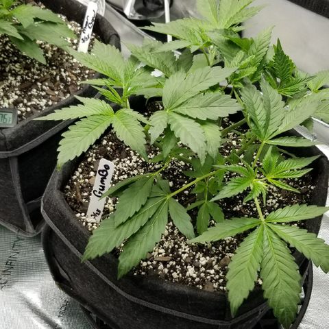 Gumbo growlog timeline photo