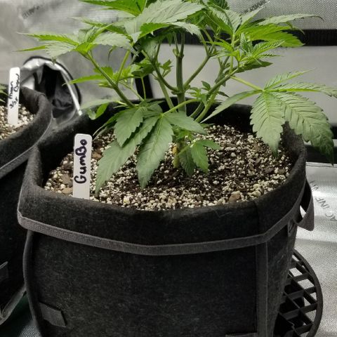 Gumbo growlog timeline photo