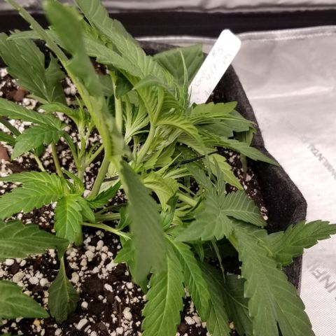 Gods Gift #3 growlog timeline photo