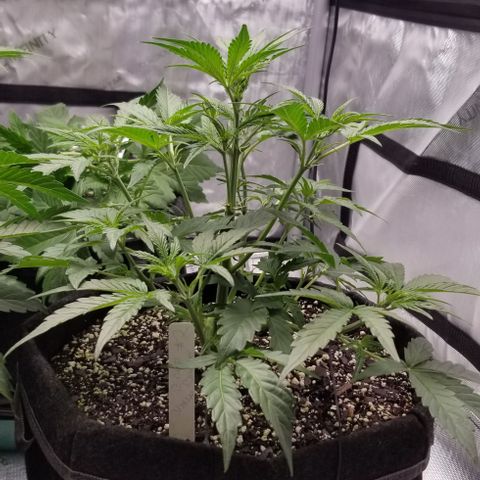 Bruce Banner Autoflower  growlog timeline photo