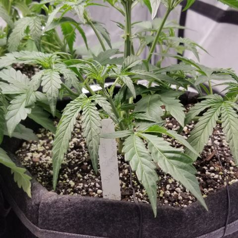 Bruce Banner Autoflower  growlog timeline photo