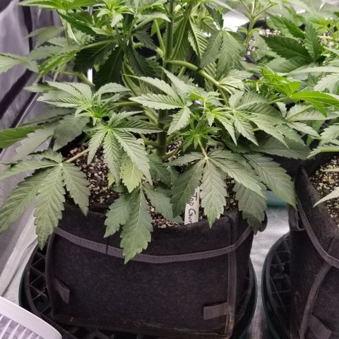 Top Gun growlog timeline photo