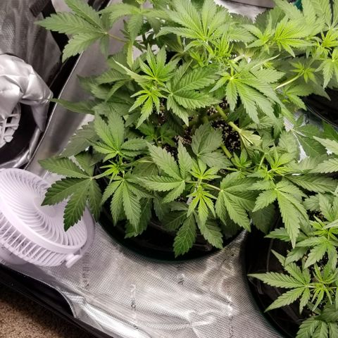 Top Gun growlog timeline photo