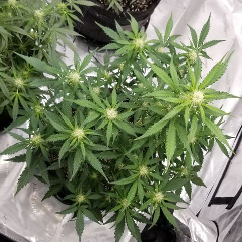 Toof Decay x Forum Stomper  growlog timeline photo
