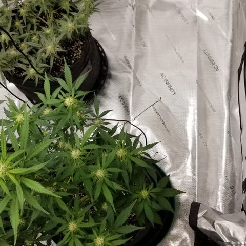 Toof Decay x Forum Stomper  growlog timeline photo
