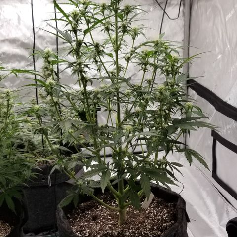 Toof Decay x Forum Stomper  growlog timeline photo