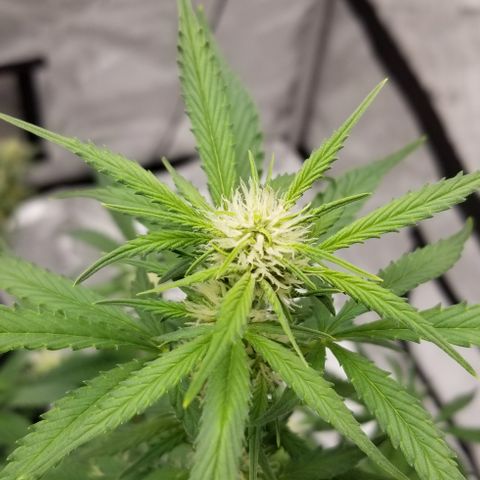 Toof Decay x Forum Stomper  growlog timeline photo