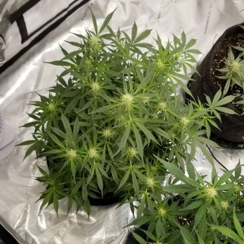 Bruce Banner growlog timeline photo