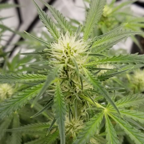 Toof Decay x Forum Stomper  growlog timeline photo