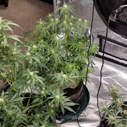 Bruce Banner growlog timeline photo