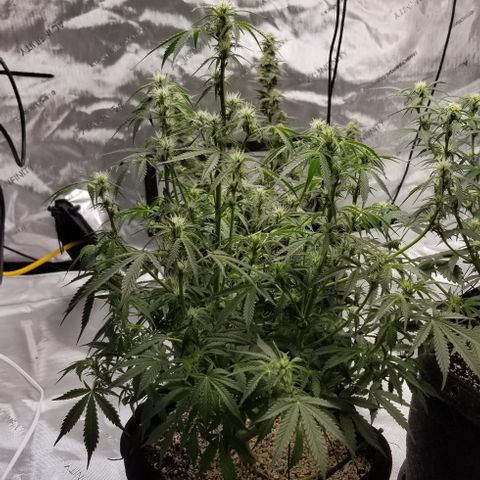 Bruce Banner growlog timeline photo
