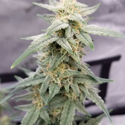 Gods Gift Autoflower growlog timeline photo