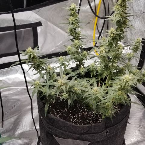 Gods Gift Autoflower growlog timeline photo