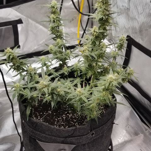Gods Gift Autoflower growlog timeline photo