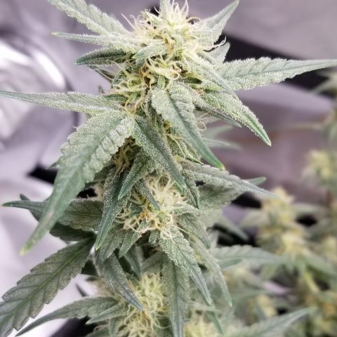 Gods Gift Autoflower growlog timeline photo
