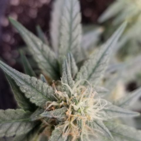 Gods Gift Autoflower growlog timeline photo