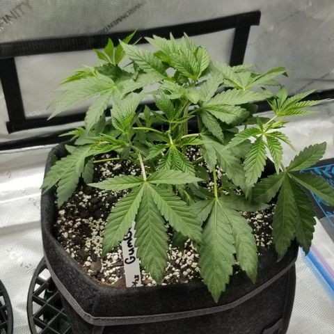 Gumbo growlog timeline photo