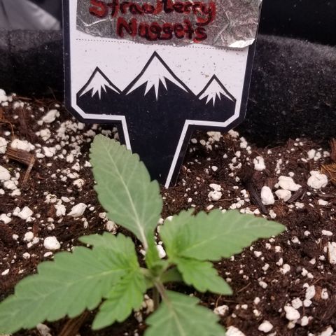 Strawberry Nuggets growlog timeline photo