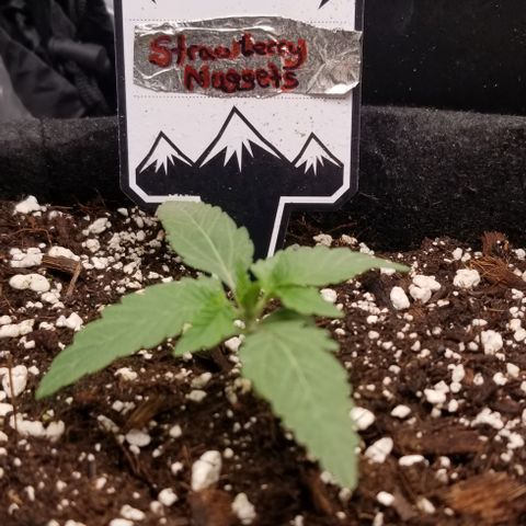 Strawberry Nuggets growlog timeline photo