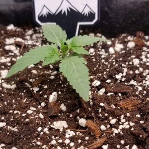 Strawberry Nuggets growlog timeline photo