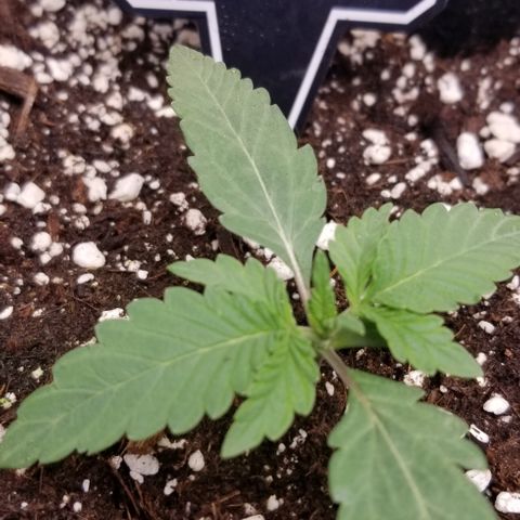 Strawberry Nuggets growlog timeline photo