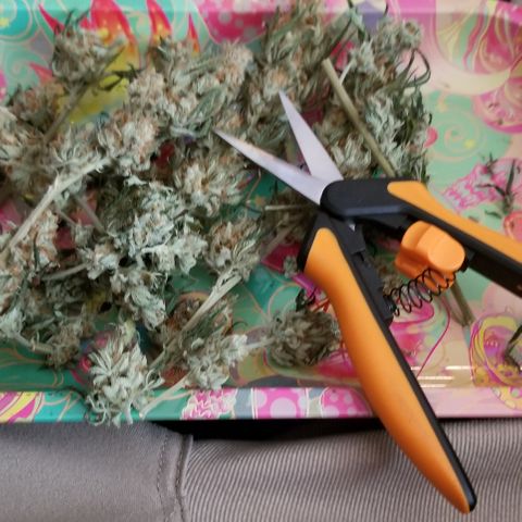 Critical Cheese growlog timeline photo