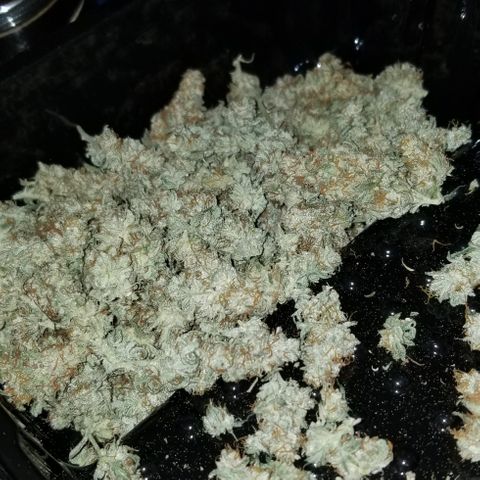 Critical Cheese growlog timeline photo