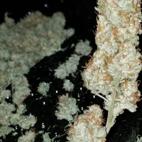 Critical Cheese growlog timeline photo