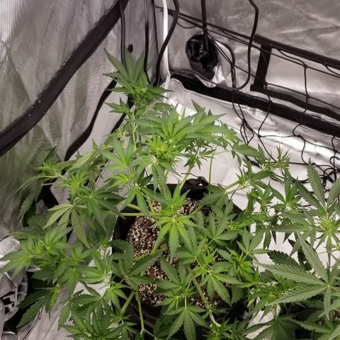 Top Gun growlog timeline photo