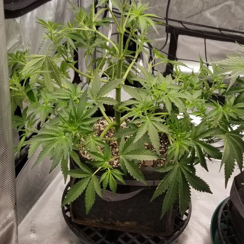 Top Gun growlog timeline photo